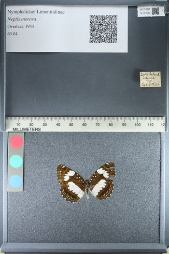 Media type: image; Entomology 161684